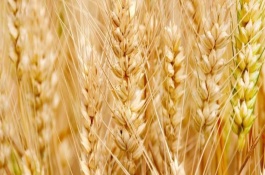 瑞华麦518小麦栽培技术要点，适宜播种期10月上中旬