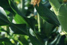 金辉306玉米栽培技术要点，4月15～20日播种
