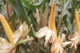 <h2>及栽培技术要点，从出苗至成熟需要100.9天