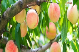 水蜜桃怎么保存，开花后需要3-4个月才能结果成熟