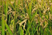 圣稻183水稻栽培技术要点，适宜密度每亩18000穴左右