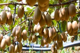 猕猴桃套袋前打什么药，套袋前先要适当疏果