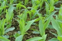 正红816玉米栽培技术要点，中抗大斑病