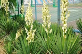 凤尾兰属于哪个科，是百合科常绿灌木