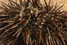 海胆的种类，分布因品种而异