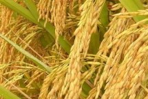 农优133水稻栽培技术要点，该品种株型适中