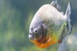 水虎鱼的物种分类，属于脂鲤科、锯脂鲤属鱼类