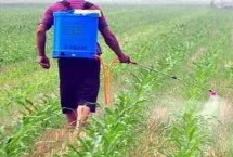 玉米苗后除草剂使用注意事项，需要2-6个小时的吸收过程