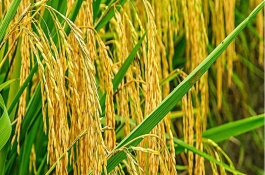 亚两优黄莉占水稻栽培技术要点，每亩秧田播种量8－10千克