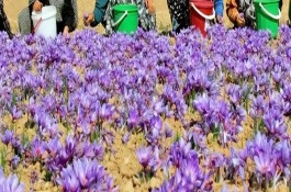 藏红花怎么过冬，播种前结合耕翻施足底肥