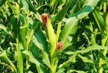 铁研628玉米栽培技术要点，中抗弯孢叶斑病