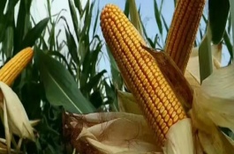 MC812玉米栽培技术要点，接种鉴定中抗大斑病和小斑病