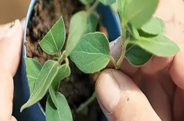 金银花掉叶子的原因及处理方法，以播种和扦插为主
