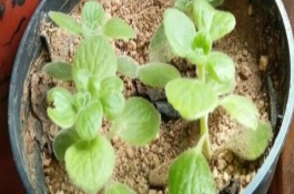 如何养才可以让碰碰香开花，春季每周浇1-2次