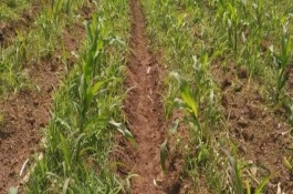 泉豆13号大豆栽培技术要点，春播出苗至成熟108.0天