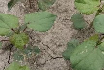 棉花僵苗有哪些症状，移栽时温差过大或施肥不当都会导致