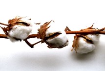 皖棉1331S棉花栽培技术要点，高抗枯萎病