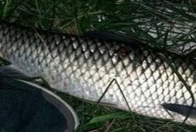 玉米钓草鱼的作钓技巧，一年四季都能用玉米来钓鱼