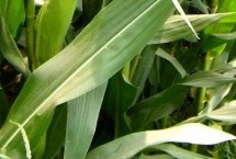 脆甜168玉米栽培技术要点，高抗瘤黑粉病