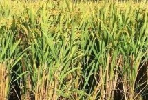 再生稻留茬高度多少适合，是指种一茬收获两次的水稻