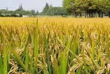 锦城优4245水稻栽培技术要点，该品种基部叶叶鞘绿色