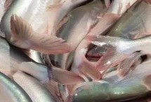 巴沙鱼刺多吗，属于刺比较少的鱼类品种