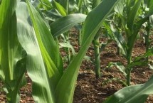 科云168玉米栽培技术要点，根据当地节令透雨抢墒播种