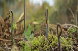蕨菜喜欢生长在什么环境，在生产上多采用无性繁殖方式