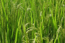 广两优990水稻栽培技术要点,籼型两系杂交水稻品种