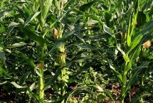富玉2号玉米栽培技术要点，防治病虫和成熟收获