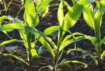 阳光甜1号玉米栽培技术要点，该品种株型平展