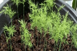 养殖盆栽文竹要注意什么，可播种也可分株繁殖