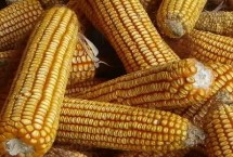 辰诺618玉米栽培技术要点，出苗至成熟129天