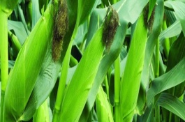吉东706玉米栽培技术要点，高抗茎腐病