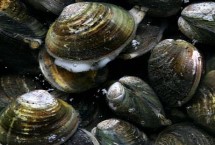 贝类以什么为食，大部分均为卵生