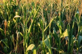 龙辐玉9号玉米栽培技术要点，选择中等以上肥力地块