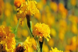 万寿菊的生长习性，株高在150厘米左右