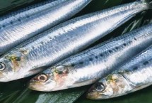 蓝点马鲛怎么鉴别，广泛分布于太平洋西北部