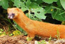 黄鼠狼会爬树吗，不仅可以爬树还可以游泳捕鱼