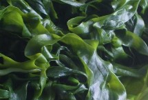 裙带菜和紫菜的区别，主要分布在舟山群岛与嵊泗岛