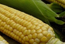 昕禾1号玉米栽培技术要点，拔节期每亩施尿素20千克