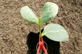 嫁接西瓜苗的方法，需具备抗病能力、适应能力与亲和性