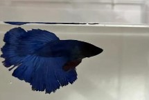 斗鱼的尾巴怎么养好看，需要立即提高水温