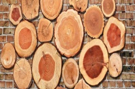 大树怎么过冬的，年轮可以辨别方向