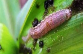 玉米粘虫防治用什么杀虫剂效果好，雨水多的年份黏虫往往发生较多