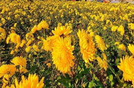 花卉怎么换盆，可以种菊花、桂花、蝴蝶兰等