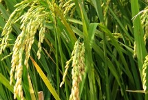 云航籼2号水稻栽培技术要点，中抗纹枯病