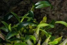 霍山石斛的生长习性，因规格、品牌等不同而不同