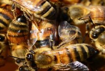 养蜜蜂需要的条件，最有效的办法是发展强群