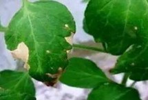 徐春5号大豆栽培技术要点，地膜覆盖一般3月中下旬播种